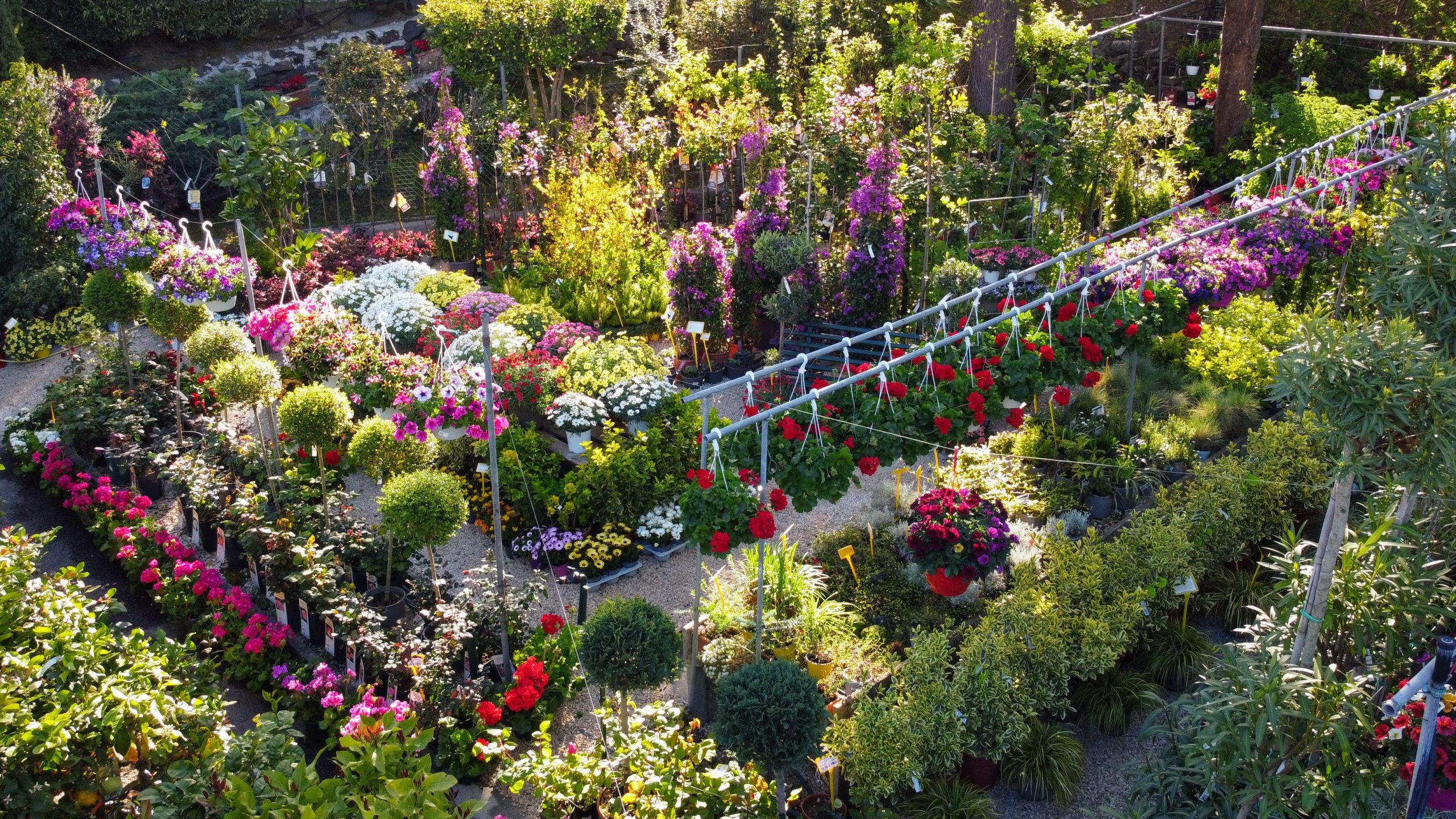 DCIM100MEDIADJI_0787.JPG DCIM100MEDIADJI_0787.JPG