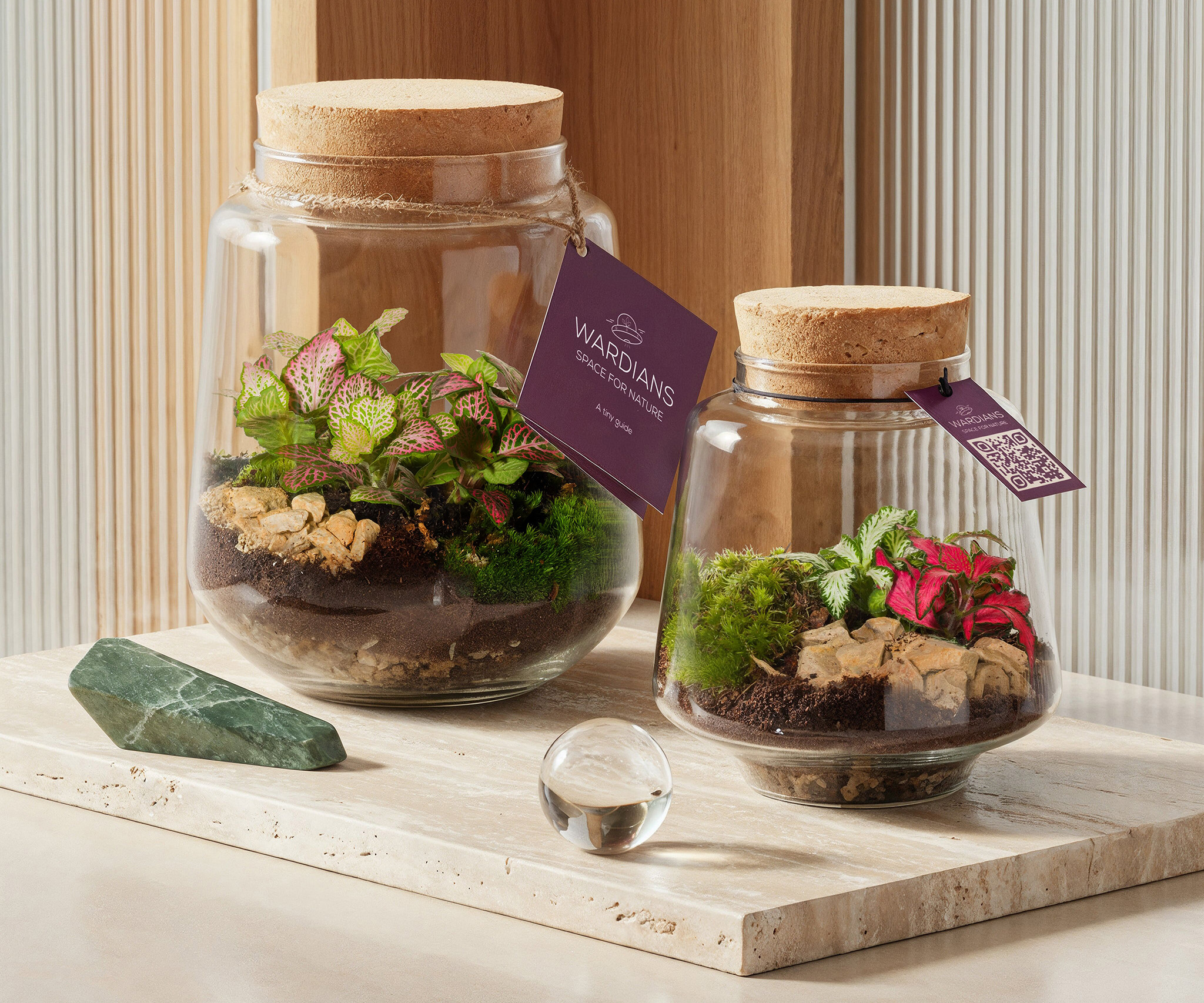 Wardians-‘Mercurius-Medium-and-‘Mercurius-Small